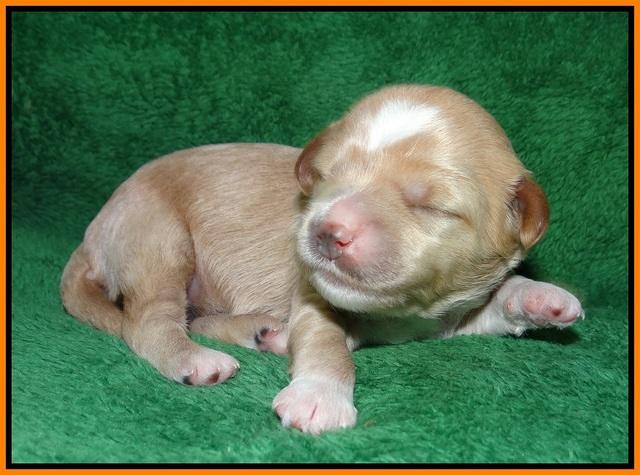 Ellie Parson pups 1 wk old121