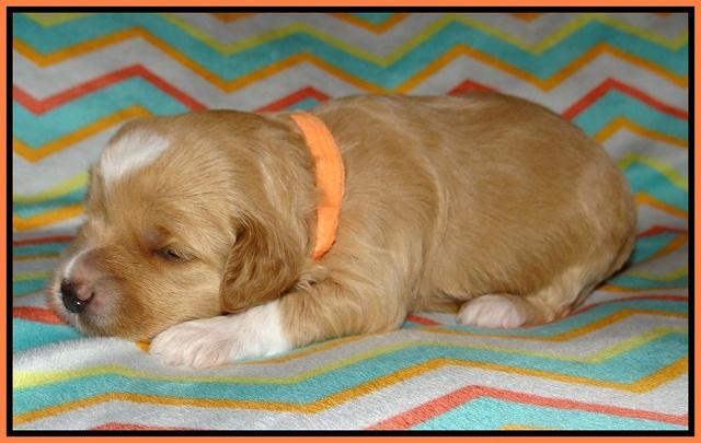 Ellie Parson pups 2 weeks old 81