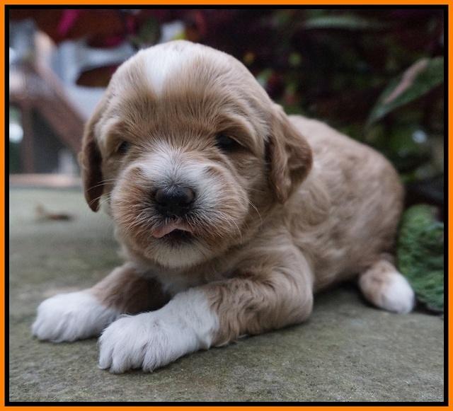 Ellie Parson pups 3 wks old 141
