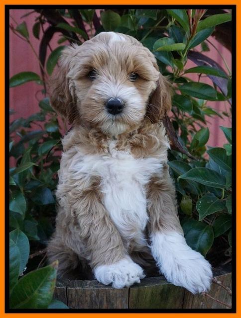 Ellie Parson pups 7 wks old 241