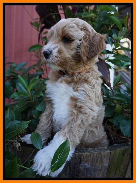 Ellie Parson pups 7 wks old 251