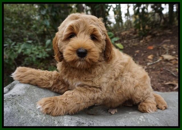 Ellie Mae Parson pups 8 wks old 21100