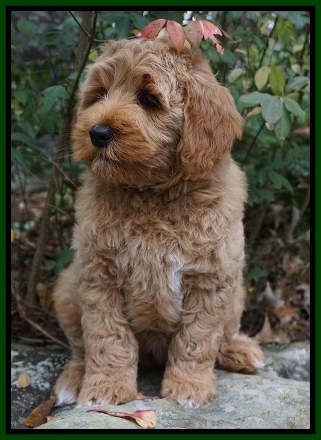 Ellie Mae Parson pups 8 wks old 24100