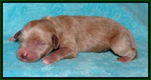 Ellie Parson Newborn pups121