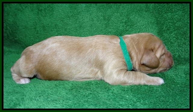 Ellie Parson pups 1 wk old131