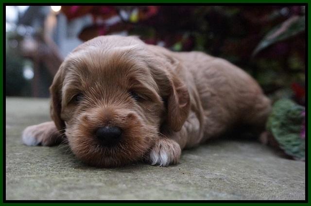 Ellie Parson pups 3 wks old 161