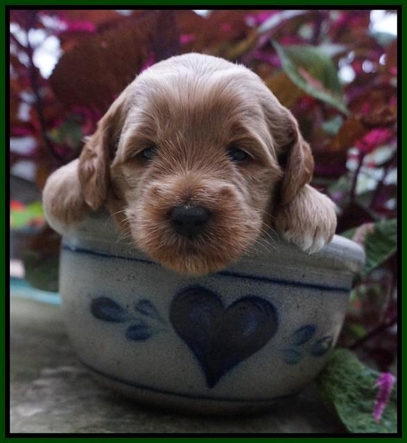 Ellie Parson pups 3 wks old 171