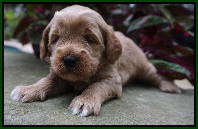 Ellie Parson pups 3 wks old 191