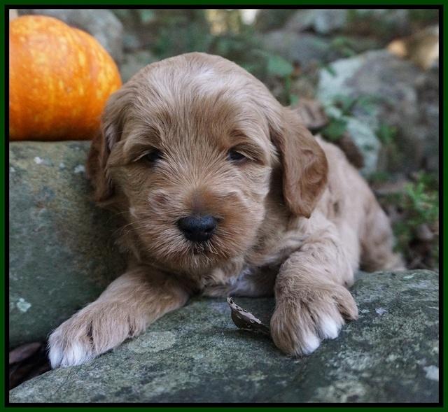 Ellie Parson pups 4 wks old 161
