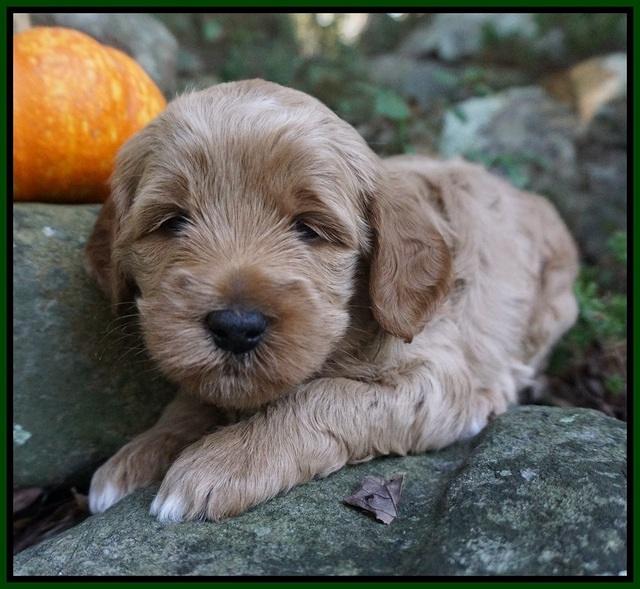 Ellie Parson pups 4 wks old 181