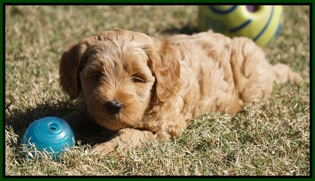 Ellie Parson pups 6 wks old 261