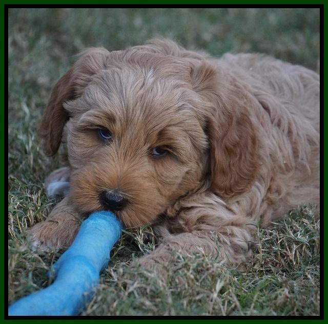 Ellie Parson pups 7 wks old 121