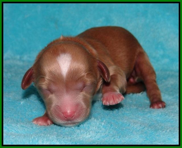 Ellie Parson Newborn pups151
