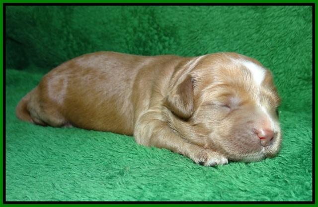 Ellie Parson pups 1 wk old161