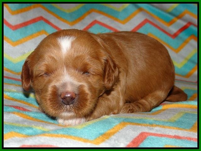Ellie Parson pups 2 weeks old 121