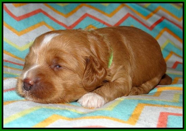 Ellie Parson pups 2 weeks old 131