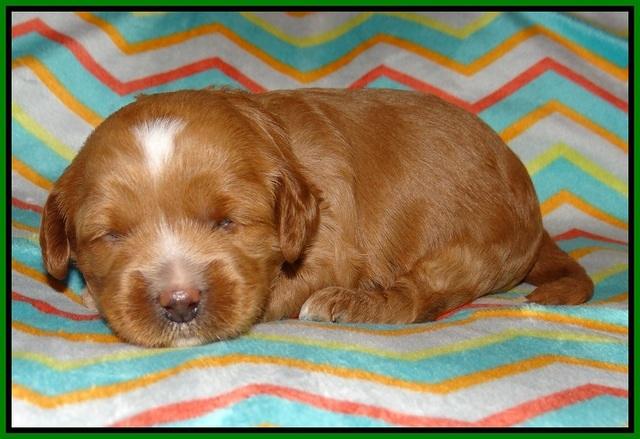Ellie Parson pups 2 weeks old 141