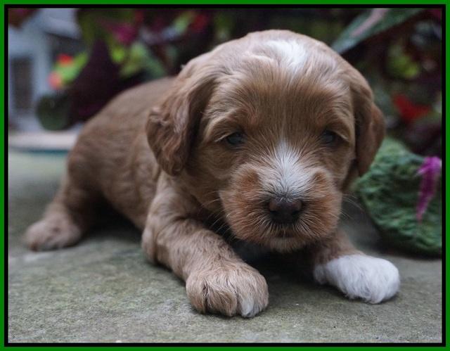 Ellie Parson pups 3 wks old 221