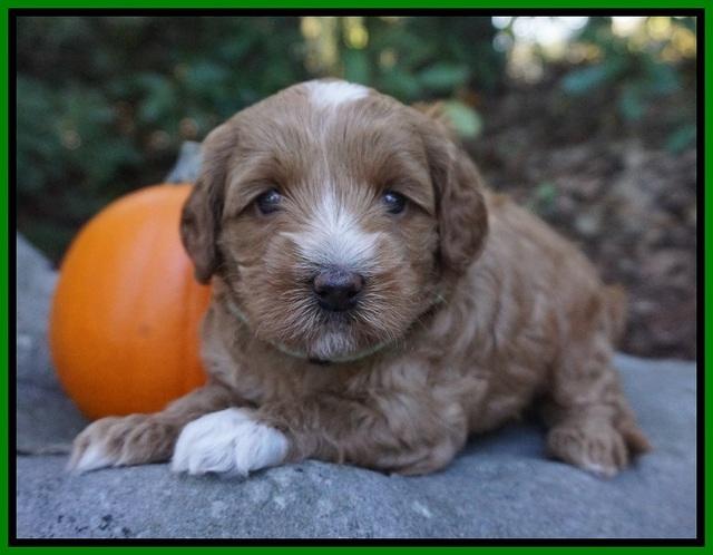 Ellie Parson pups 4 wks old 191