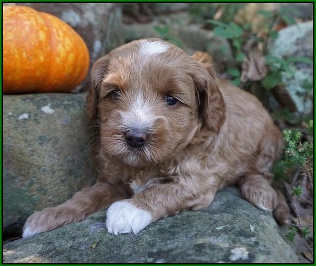 Ellie Parson pups 4 wks old 201