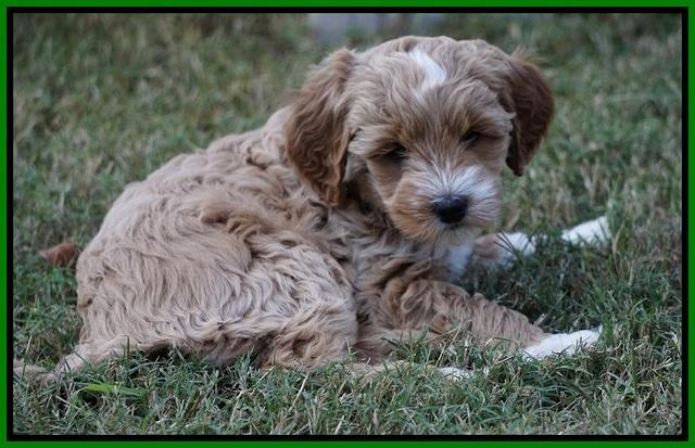 Ellie Parson pups 7 wks old 301
