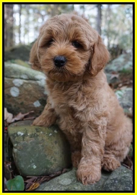 Ellie Mae Parson pups 8 wks old 31