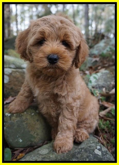 Ellie Mae Parson pups 8 wks old 41