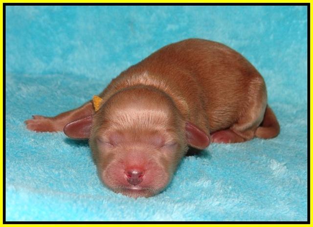 Ellie Parson Newborn pups161