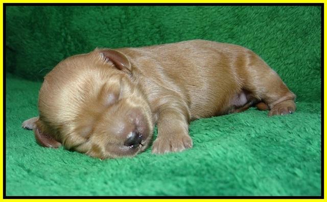 Ellie Parson pups 1 wk old171