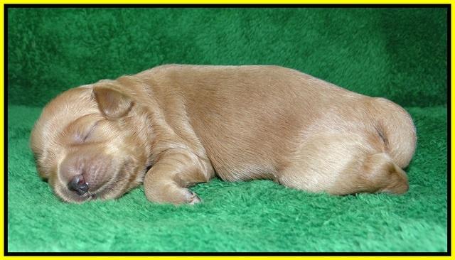 Ellie Parson pups 1 wk old181