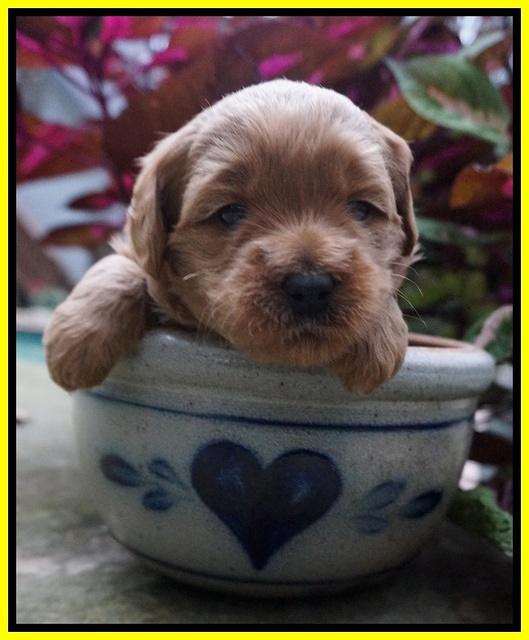 Ellie Parson pups 3 wks old 251