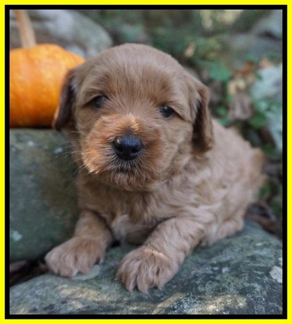 Ellie Parson pups 4 wks old 231