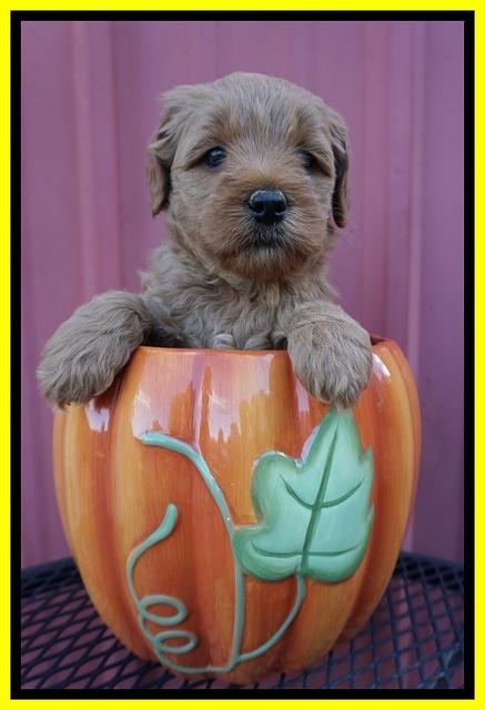 Ellie Parson pups 5 wks old 231