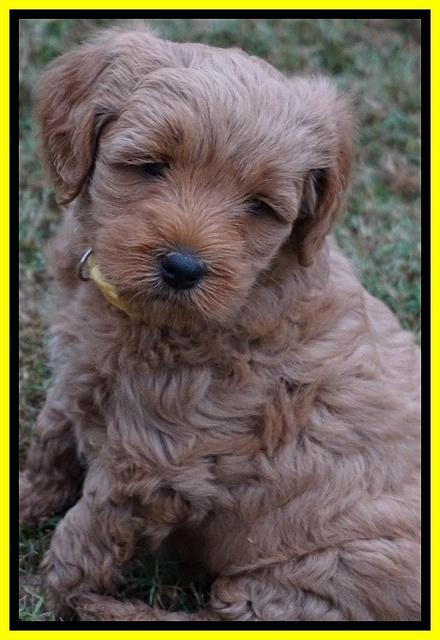 Ellie Parson pups 6 wks old 341