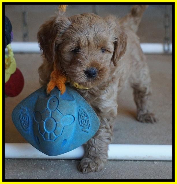 Ellie Parson pups 6 wks old 351