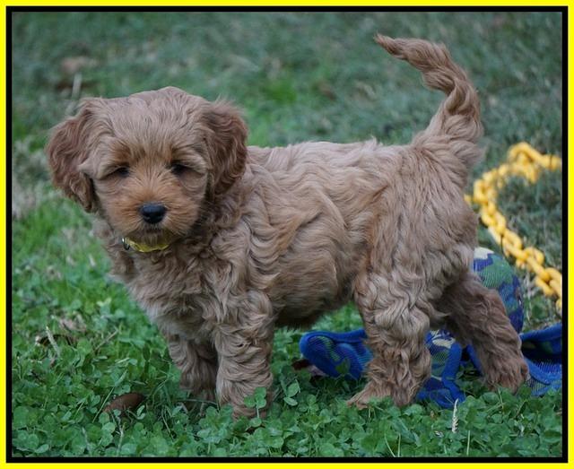 Ellie Parson pups 7 wks old 381