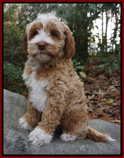 Ellie Mae Parson pups 8 wks old 121