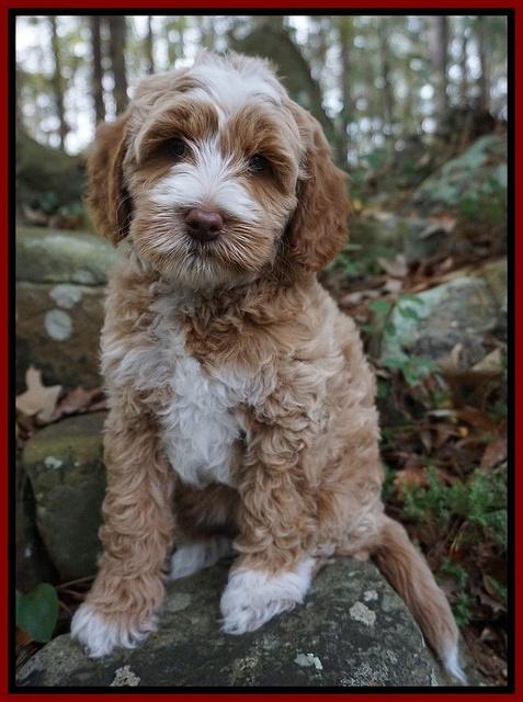 Ellie Mae Parson pups 8 wks old 131