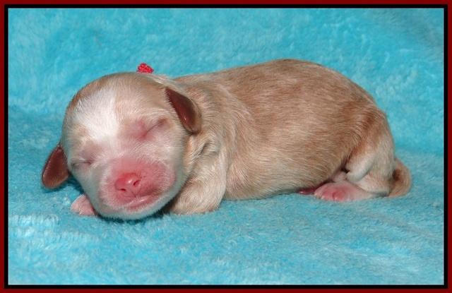 Ellie Parson Newborn pups181