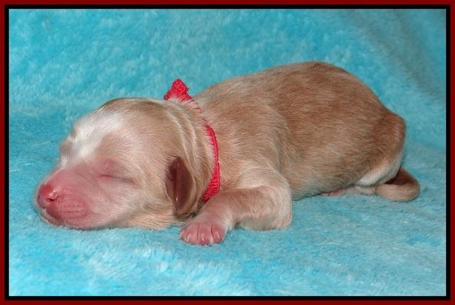 Ellie Parson Newborn pups191