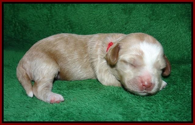 Ellie Parson pups 1 wk old191