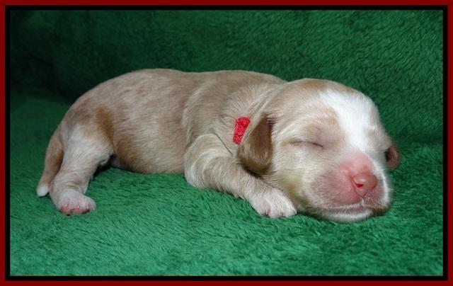 Ellie Parson pups 1 wk old201