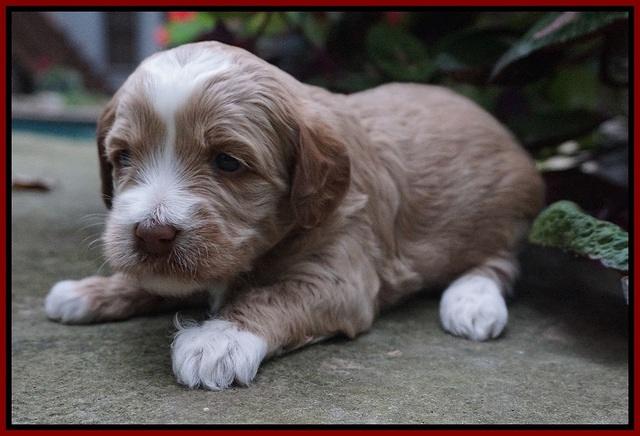 Ellie Parson pups 3 wks old 291
