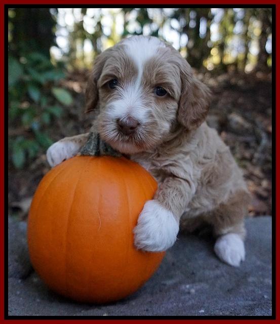 Ellie Parson pups 4 wks old 271