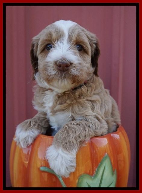 Ellie Parson pups 5 wks old 271
