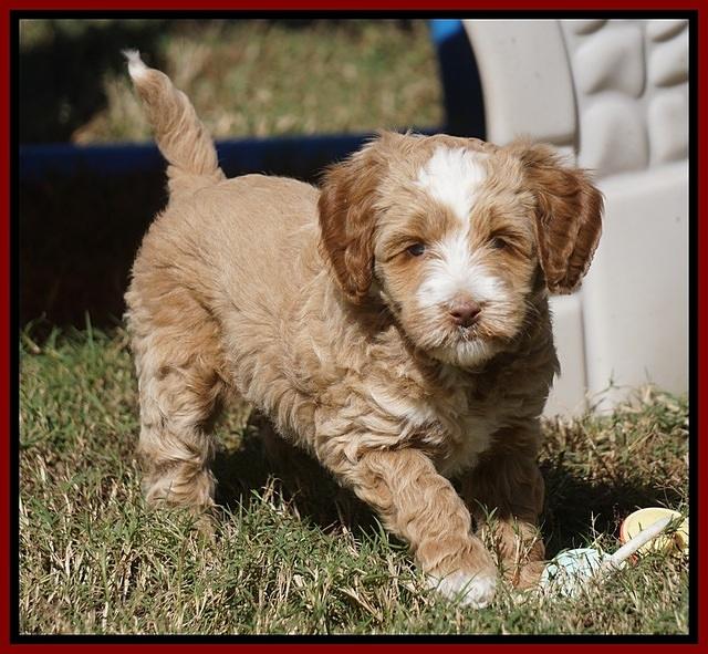 Ellie Parson pups 6 wks old 361