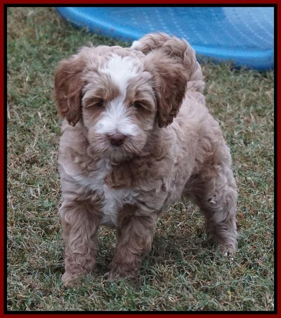 Ellie Parson pups 6 wks old 381