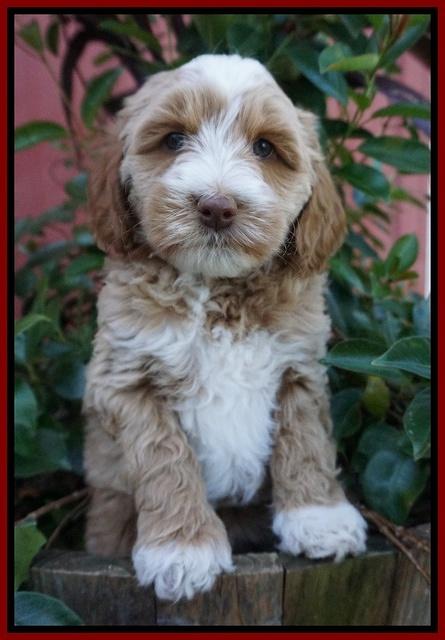 Ellie Parson pups 7 wks old 431