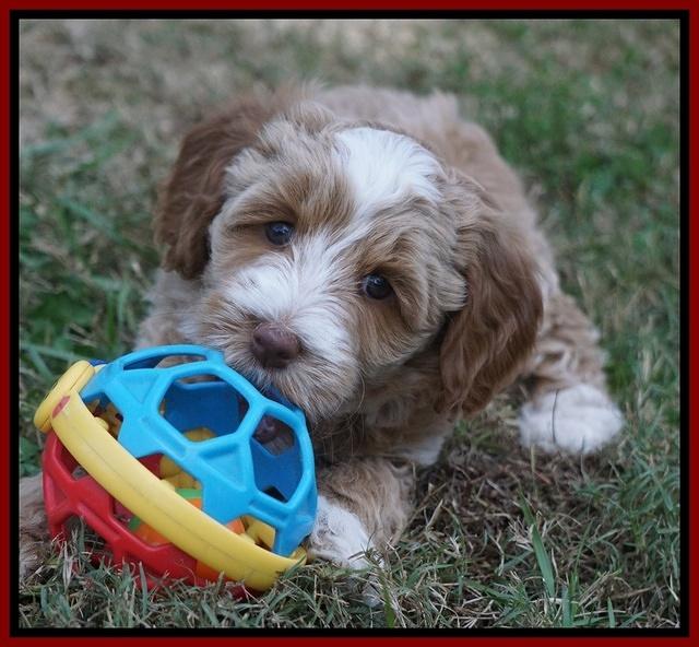 Ellie Parson pups 7 wks old 451