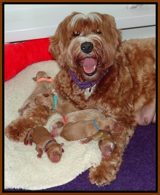 Ellie Parson Newborn pups201
